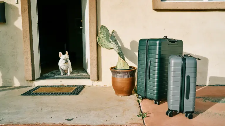 Un chien assis près de bagages gris devant une porte d'entrée.