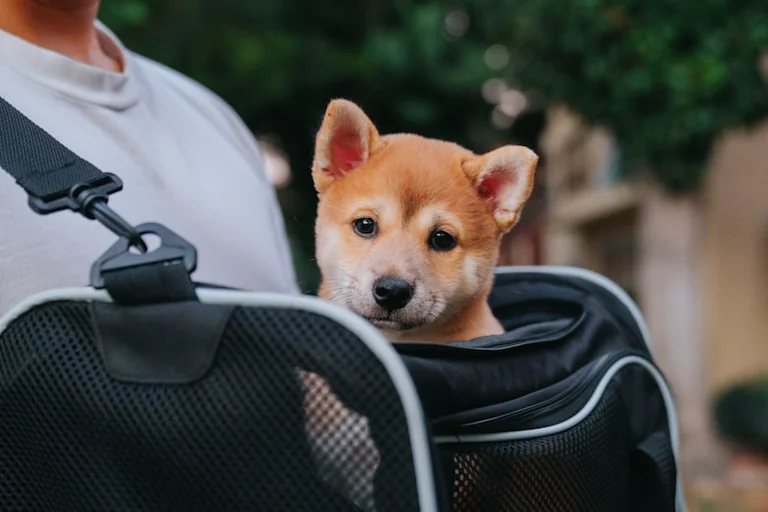 À Lyon, partir sans abandonner son animal cet été: ce qu'il faut retenir