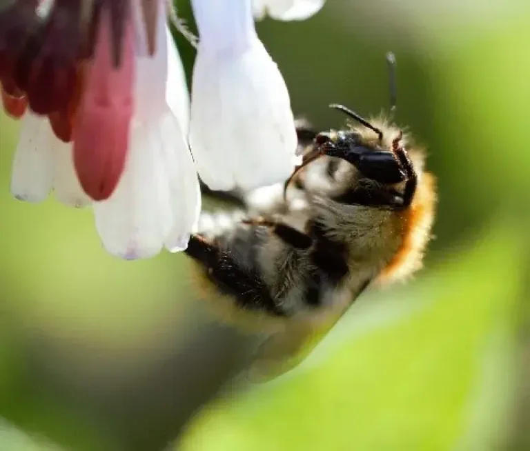 À Brest, les habitants ont choisi leur photo nature: les informations pratiques