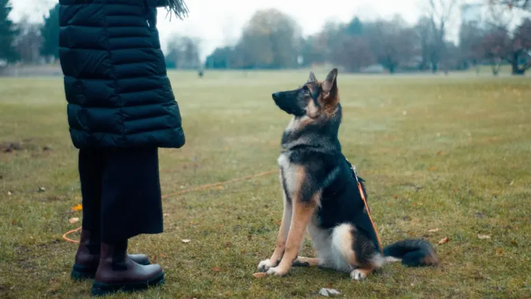 À Montreuil, des cours canins gratuits pour mieux gérer son chien