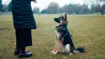À Montreuil, des cours canins gratuits pour mieux gérer son chien