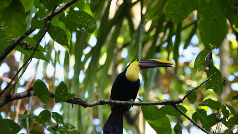 À Saint-Nazaire, un après-midi gratuit au Parc du Toucan: les dates clés