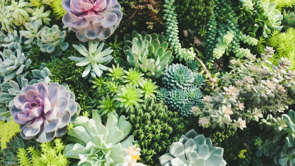 Ex(s)istere à Saint-Étienne : 14 plantes en accès libre: l’impact pour les habitants