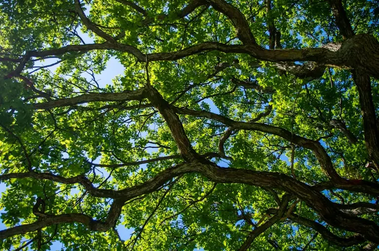 L’intelligence des arbres à Nice : deux dates gratuites