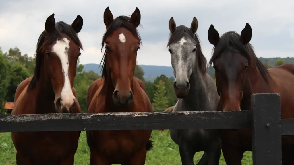 Quatre chevaux curieux regardant par-dessus une clôture en bois dans un pré verdoyant.
