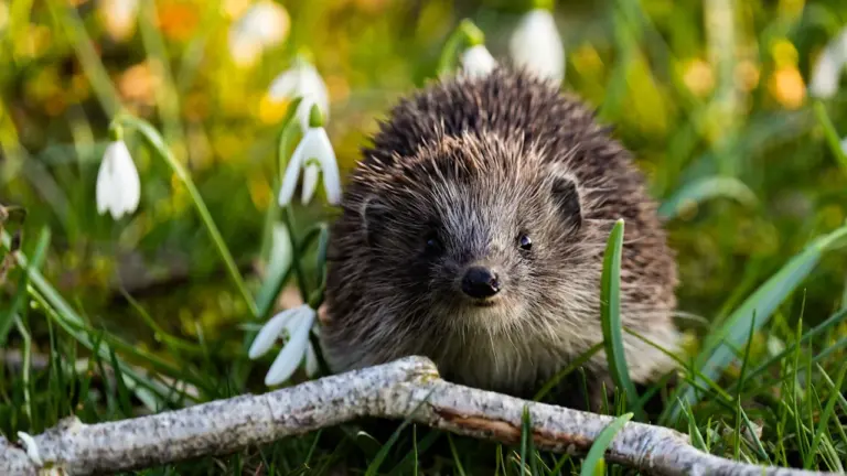 Un petit hérisson explorant l'herbe verte au milieu de perce-neige printaniers.