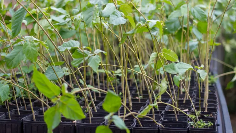 De jeunes plants en pots alignés dans une serre de pépinière professionnelle.