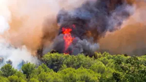 Un incendie de forêt intense dégageant d'épaisses colonnes de fumée sombre au-dessus des arbres.