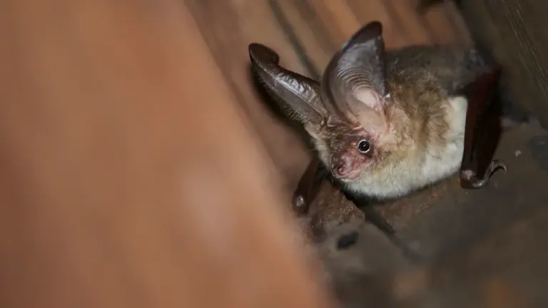 Une oreillard gris, espèce commune en Europe, photographié dans son habitat naturel.