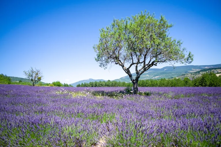 Draguignan : une enquête publique pour protéger vos terres agricoles