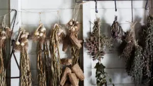 Bundles of dried herbs and flowers hanging to dry on a wooden beam.