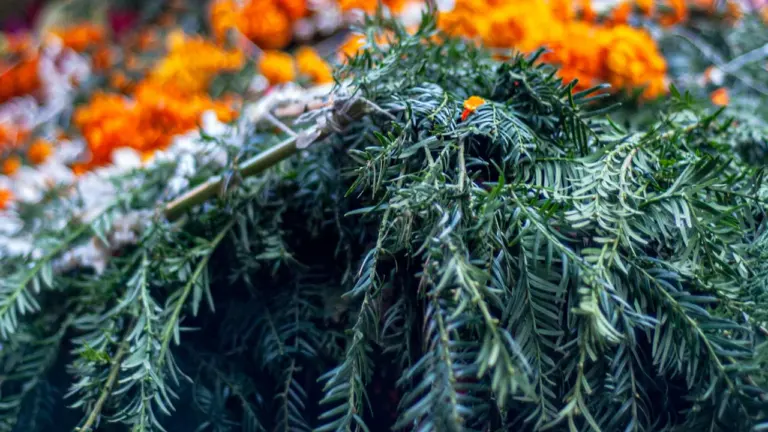 Les Fêtes de Saint-Fiacre fleurissent Orléans dès le 28 août
