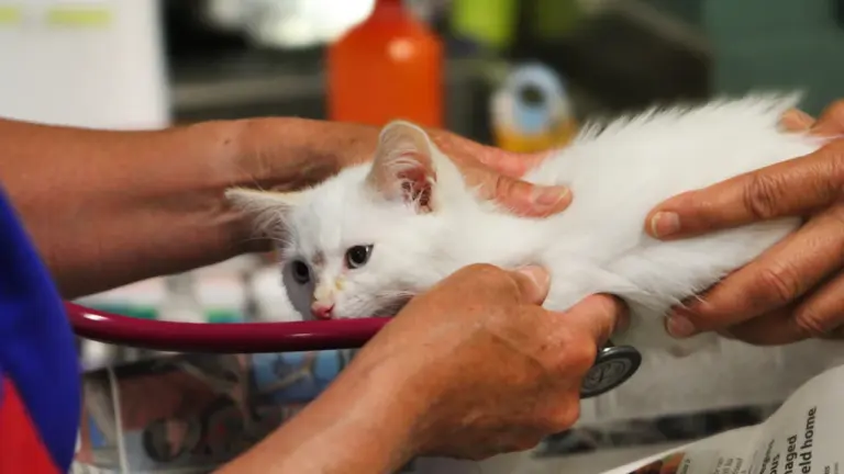 Lille aide les propriétaires précaires à soigner leurs animaux