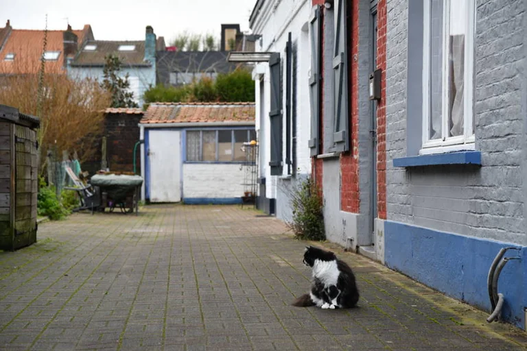 Lille aide les propriétaires précaires à soigner leurs animaux